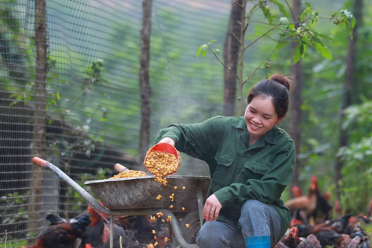 Khởi nghiệp từ mô hình nông nghiệp tuần hoàn, phụ nữ trẻ Hòa Bình thu nửa tỷ mỗi năm
