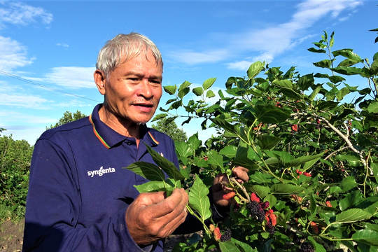 Không ngờ “cây dân dã” này lại trở thành nguồn thu bạc tỷ mỗi năm cho nông dân Tây Ninh