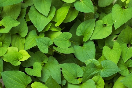 4 loại rau củ là thuốc kháng sinh tự nhiên, ăn nhiều trong dịp giao mùa giúp tăng cường miễn dịch, trách ốm vặt