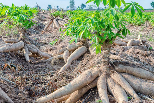 Xuất khẩu tăng hơn 400%, Nhật Bản bất ngờ mạnh tay săn lùng mặt hàng nông sản này của Việt Nam