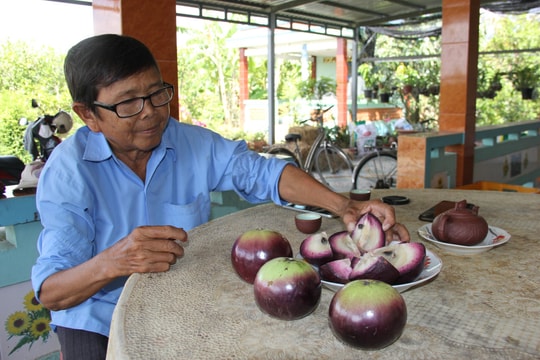 Nông dân miền Tây bỏ thanh long, trồng trái tím “kỳ lạ”: Bán ra cả tấn mỗi mùa, thu bạc triệu đều tay