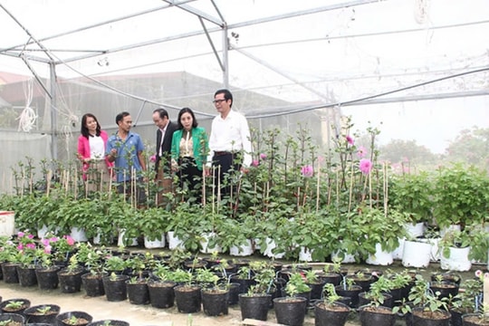 Từ đất cằn hóa “vàng”: Mô hình trồng dưa trong nhà lưới triệu đô đầy cảm hứng