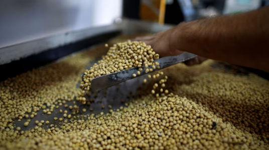 Trung Quốc hạn chế nhập khẩu, Mỹ tìm thấy ‘cứu tinh’ cho mặt hàng nông sản chủ lực, nhu cầu hơn 3 triệu tấn mỗi năm