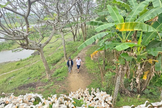 Mô hình thả trôi sông thu về “vàng trắng” giúp nông dân ở Nghệ An kiếm trăm triệu mỗi năm