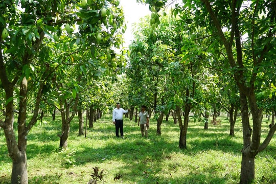 Nông dân Tây Ninh đổi đời, cầm trên tay trăm triệu mỗi năm nhờ giống quả “lạ mà quen” từ đất Campuchia