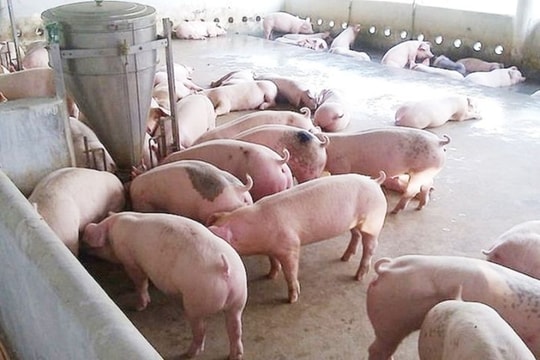 Dự báo giá heo hơi ngày 27/4/2025: Giữ đỉnh hay giảm sâu ngay trước kỳ nghỉ lễ?