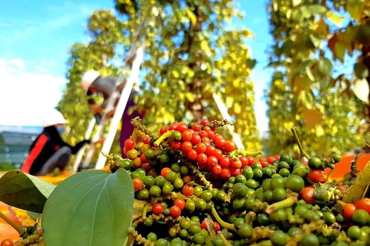 Dự báo giá tiêu ngày 27/4/2025: Sắp bước vào đợt tăng mới, giá 200.000 đồng/kg liệu có khả thi?