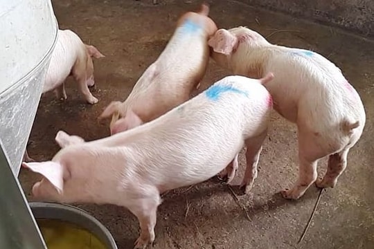 Giá heo hơi hôm nay 27/4: Miền Nam rớt giá, cục diện thị trường heo hơi thay đổi?