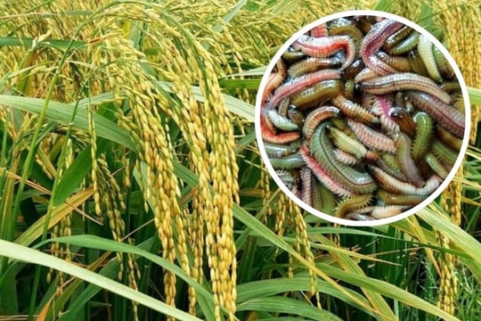 Từ giấc mơ hạt gạo sạch, một nữ doanh nhân chọn mô hình khởi nghiệp "chẳng giống ai" làm hồi sinh cả vùng quê rươi trầm lắng