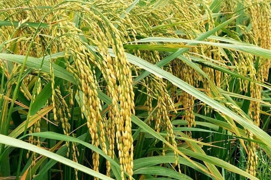 Giá lúa gạo hôm nay 28/10/2025: Biến động trái chiều, xuất khẩu gạo Việt Nam hướng mốc kỷ lục