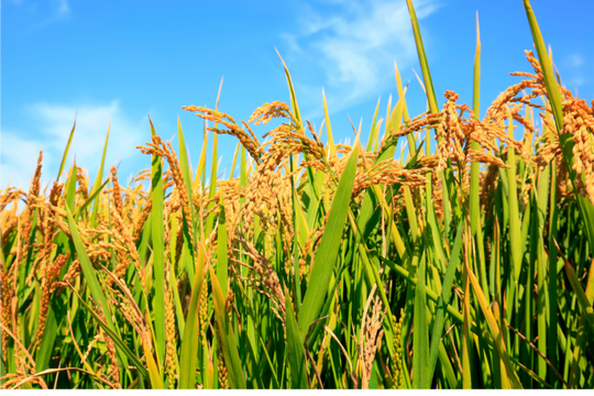 Giá lúa gạo hôm nay 29/4: Gạo nguyên liệu tăng nhẹ, giá lúa có nơi giảm