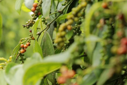 Dự báo giá tiêu ngày 29/4/2025: Giá tiêu nội địa liệu có đột phá?