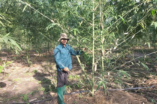 Mô hình trồng cây "không biết khuất phục" giúp người dân Tây Ninh thu gần nửa tỷ đồng mỗi năm