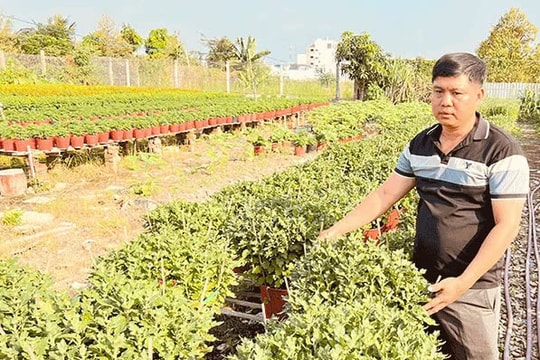 Mô hình lạ "ươm tiền từ đất" ở Cần Thơ, rộng 2.000m² thu về hàng trăm triệu đồng mỗi vụ