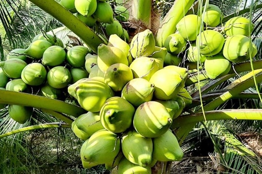 'Báu vật triệu đô' của Việt Nam gây sốt toàn cầu: Mỹ và Trung Quốc tăng nhập khẩu giữa lúc nguồn cung khan hiếm