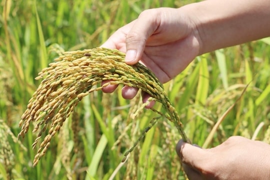 Giá lúa gạo hôm nay 30/4: Thị trường nội địa giữ giá, xuất khẩu bắt đầu “nóng”