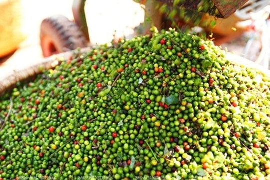 Giá tiêu hôm nay 30/4: Gia Lai bất ngờ giảm, thị trường chững lại trước kỳ vọng mới