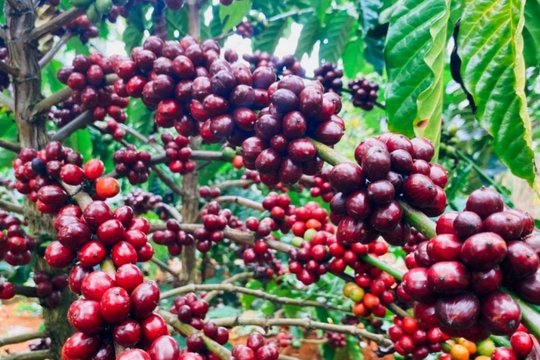 Dự báo giá cà phê ngày 30/4/2025: Thị trường nội địa sẽ có đột phá mới?