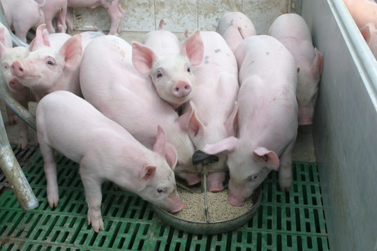 Dự báo giá heo hơi ngày 30/4/2025: Ổn định hay sẽ giảm nhẹ sau kỳ cao điểm?