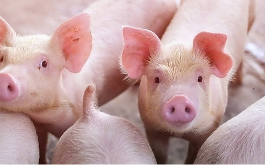 Giá heo hơi hôm nay 30/4: Thêm nhiều tỉnh giảm giá, thị trường tiếp tục hạ nhiệt