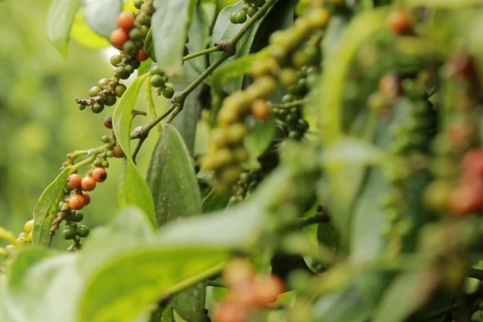 Dự báo giá tiêu ngày 30/4/2025: Liệu thị trường tiêu có bứt phá sau nghỉ lễ?