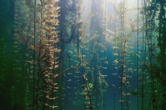 Lòng hồ “đẻ ra vàng” nhờ mô hình độc lạ: Người dân Lạng Sơn thu đậm mỗi năm