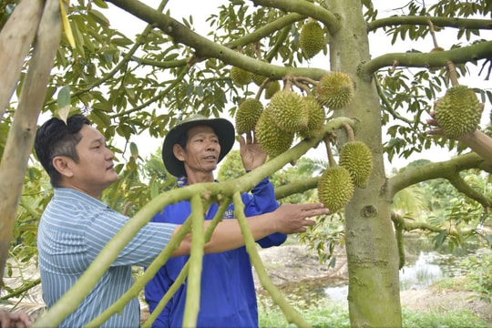 Người nông dân miền Tây hé lộ "bí kíp vàng" vượt nắng hạn: Vừa bảo vệ mùa màng, vừa không thất thu một đồng