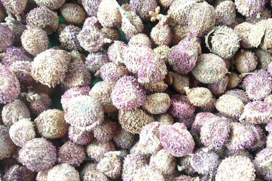 "Vàng tím" giữa đại ngàn: Mô hình dược liệu biến đất nghèo thành vùng trù phú