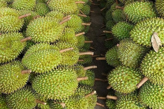 Giá sầu riêng hôm nay 30/4: Thị trường ổn định, loại VIP tăng nhẹ tại nhiều vựa