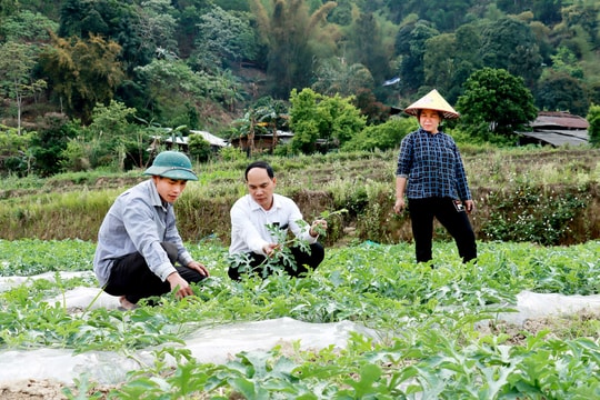Không phải cây ngô, mô hình dưa hấu "đột phá" mang về tiền trăm triệu ở Hà Giang