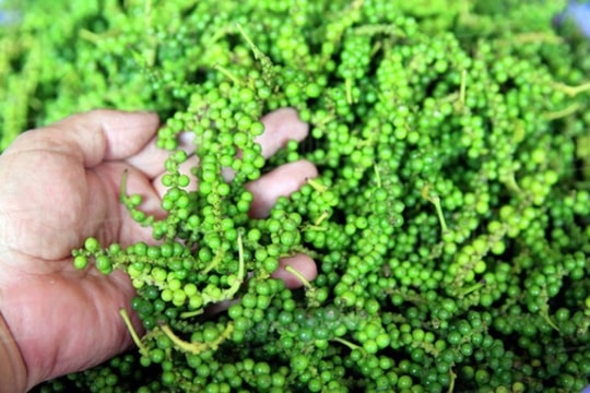 Giá tiêu hôm nay 1/5: Neo cao trong nước, xuất khẩu bất ngờ lao dốc