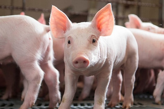 Giá heo hơi hôm nay 2/5: Thị trường “nén lực”, chờ cú hích sau lễ?