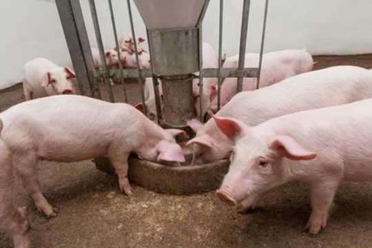 Dự báo giá heo hơi ngày 2/5/2025: Kết thúc nghỉ lễ, giá sắp bật tăng?