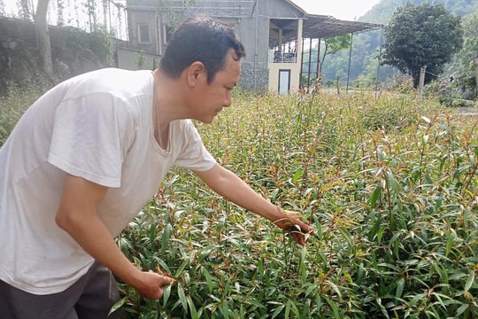 Miền cao Thanh Hóa vươn mình từ mô hình nương ngô hóa "vàng xanh"