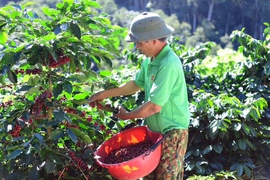 Giá cà phê hôm nay 3/5: Lao dốc sau kỳ nghỉ lễ, thế giới bật tăng trở lại