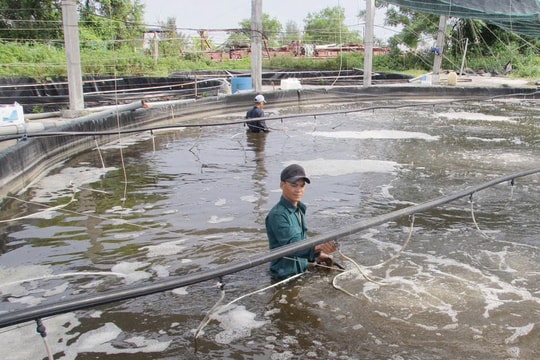 Thái Bình làm giàu từ cá: Từ ao bán nổi đến lồng sông, người dân thu tiền tỷ