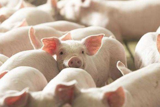 Dự báo giá heo hơi ngày 3/5/2025: Chờ sóng tăng hay rơi vào chu kỳ giảm?
