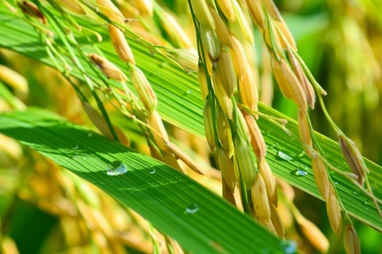 Giá lúa gạo hôm nay 3/5: Giao dịch chậm, thị trường “án binh bất động” sau lễ