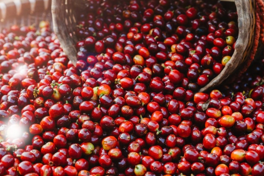 Dự báo giá cà phê ngày 4/5/2025: Liệu giá ngày mai có tăng trở lại?