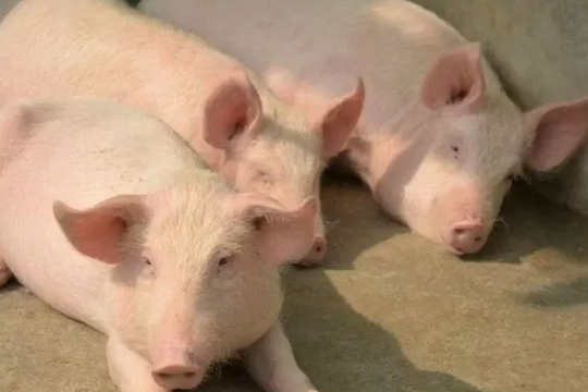 Dự báo giá heo hơi ngày 4/5/2025: Miền Nam tiếp tục giảm nhẹ, thị trường lặng sóng sau lễ