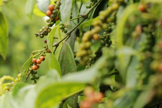 Dự báo giá tiêu ngày 4/5/2025: Cơ hội bứt phá sau chuỗi đi ngang?