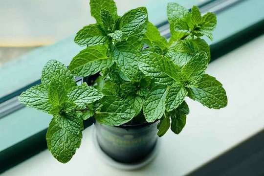 Ô nhiễm không khí tăng cao, đặt ngay 4 loại cây này trong nhà: Thanh lọc cực tốt, cả nhà thấy khỏe hẳn ra