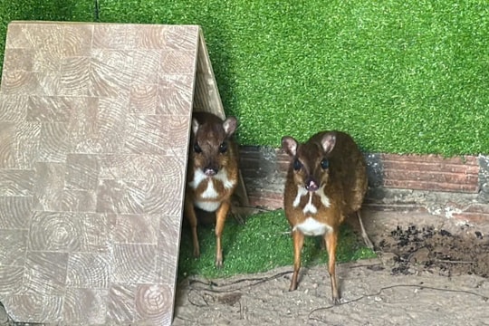 Làm giàu từ mô hình độc đáo, người phụ nữ Kon Tum nuôi loài vật hiếm, chưa đầy 1 năm thu gần 100 triệu