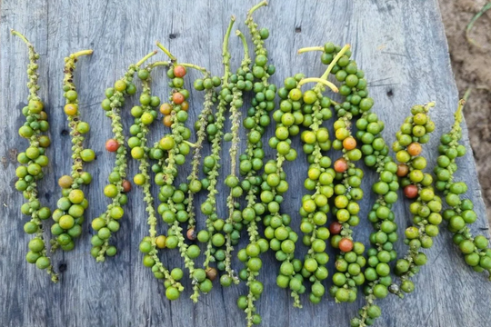 Dự báo giá tiêu ngày 5/5/2025: Thị trường chuẩn bị tăng tốc?