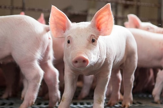 Giá heo hơi hôm nay 5/5: Thị trường đứng giá, sức mua yếu sau lễ kéo dài