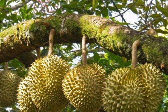 Giá sầu riêng hôm nay 5/5: Ri6 tăng nhẹ, sầu riêng Thái bật mạnh