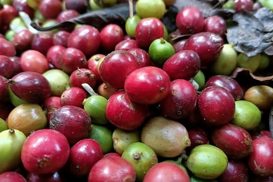 Giá cà phê hôm nay 6/5: Đà giảm mạnh phủ bóng lên vùng nguyên liệu Tây Nguyên