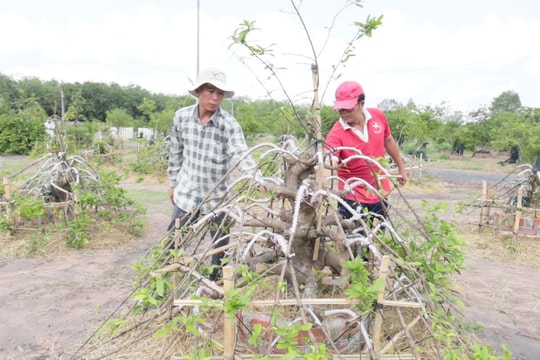 Mất 15 năm trồng loại cây "khó nhằn", người nông dân Tây Ninh hái quả ngọt cả tỷ đồng