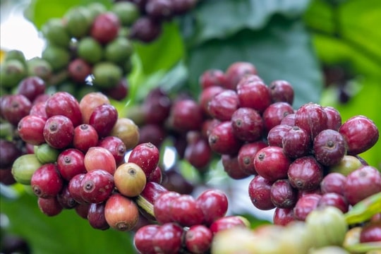 Giá cà phê hôm nay 7/5: Cà phê Việt giữ giá, cà phê thế giới giảm sốc