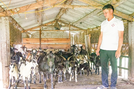 Tận dụng thế mạnh đồi rừng, anh nông dân Quảng Trị triển khai mô hình nuôi dê độc đáo "đẻ lãi" đều hàng trăm triệu mỗi năm